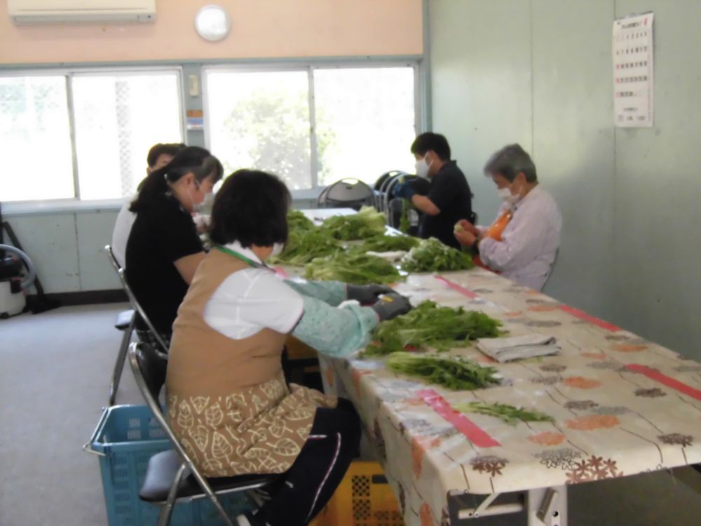 5、6人がテーブルを囲んで水菜を揃える作業をしている